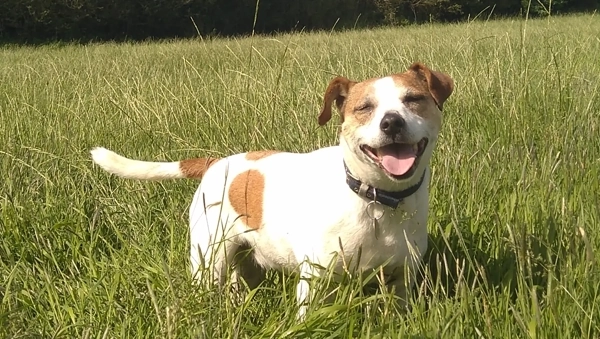 Daisy, Zsuzsa's dog, standing in a field with a big, happy smile on her face.
