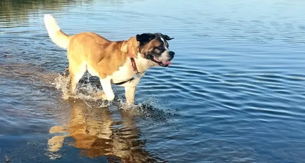A Saint Bernard wading in a pond.