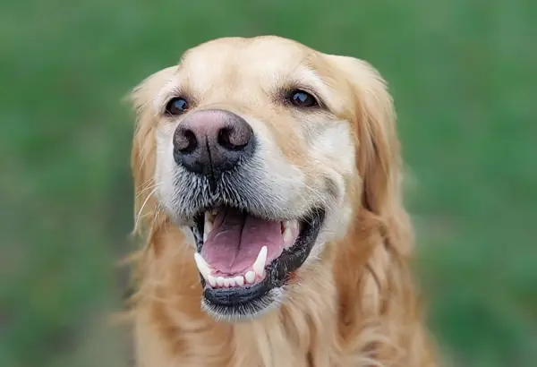 A happy, smiling golden retriever.