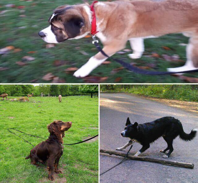 A montage of
          three different dogs suring walks.